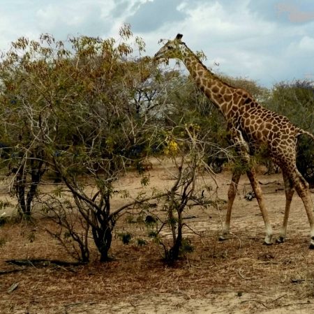 Giraffe at Selous (Nyerere National Park)