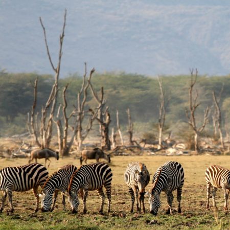 Zebras in Lake Manyara National Park