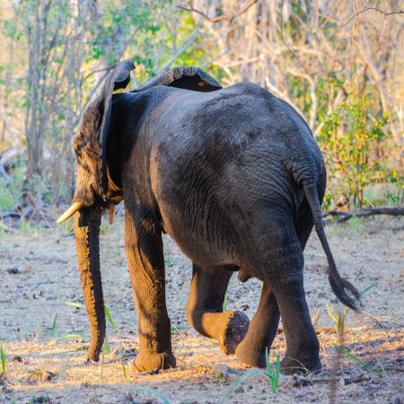 Young elephant at Selous (Nyerere National Park)