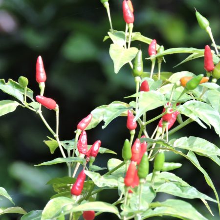 Spice_tour_2_281470104719129-2