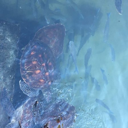 Turtles_and_small_fishes_at_Nungwi_in_Zanzibar-3
