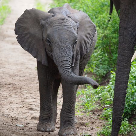 Young elephant in Lake Manyara