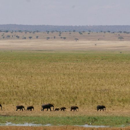 Elephant herd migrating in Tarangire